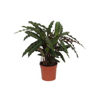 40 cm hohe Pfauenpflanze Calathea Elgergrass, Ø12cm