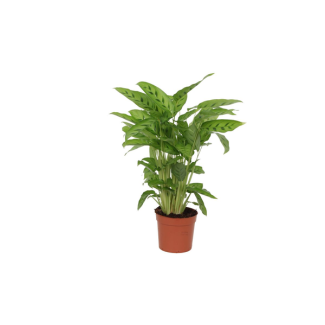 Lichtgrüne Zimmerpflanze Calathea Leopardina, Ø12cm, 40 cm hoch