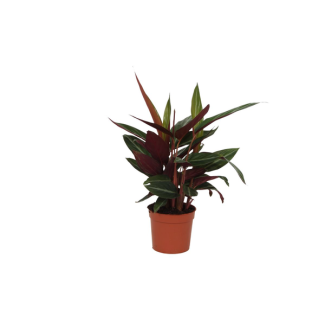 Pfauenpflanze 40 cm hoch, Calathea Stripestar für drinnen, Ø12cm