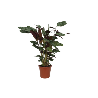 80 cm hohe Calathea Compactstar Pfauenpflanze für Ihr Zuhause, Ø19 cm