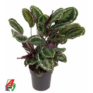 Auffällige Zimmerpflanze Calathea Medaillon von ca. 80 cm, Ø19cm