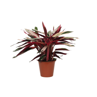 Bunte Zimmerpflanze Stromanthe Triostar, Schattenpflanze (Calathea), 80 cm hoch, Ø19cm