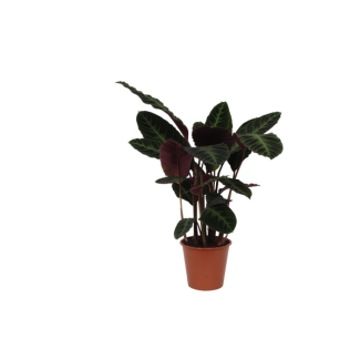 Pfauenpflanze mit lila-grünen Blättern, 80 cm hoch, Ø19 cm, Calathea warscewiczii
