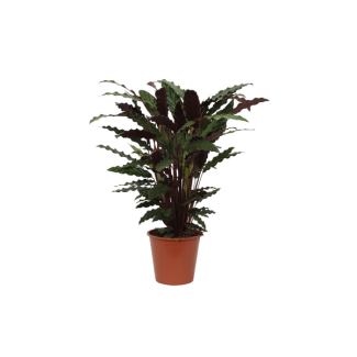Kamerpflanze Calathea Wavestar, auch bekannt als Pfauenpflanze, 80 cm hoch, Ø19 cm