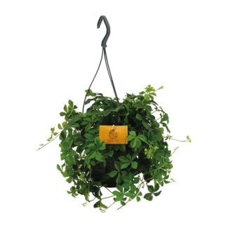 Parthenocissus Striatha: Erfrischende grüne Kletterpflanze in Ø15cm Topf - Ideal für jeden Raum
