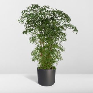 Aralia - Ø21cm - ↕75cm