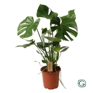 Die Fensterblattpflanze, Grüne Zimmerpflanze, Tropisch, Monstera Deliciosa P21 - Ø21cm - ↕60cm