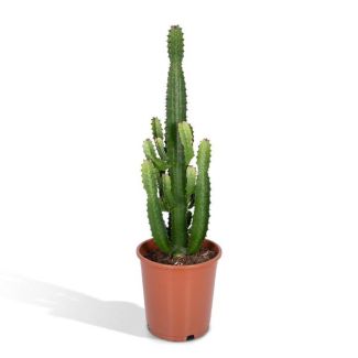 Euphorbia Acrurensis - Zimmerpflanze - stachelige Pflanze für drinnen - ↕60cm