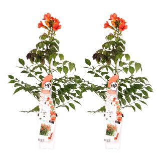 Campsis Summer Jazz Fire Trumpet met vuurrode trompetbloemen