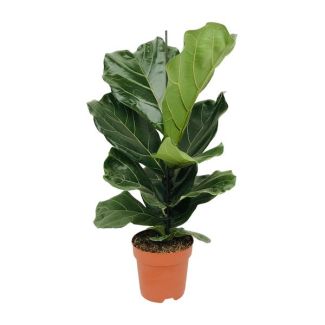 Geigenfeige, Tropische Zimmerpflanze, Ficus Lyrata Ø17-75cm hoch