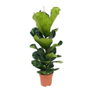 Geigenfeige, Tropische Zimmerpflanze, Ficus Lyrata Ø21 - 100cm hoch