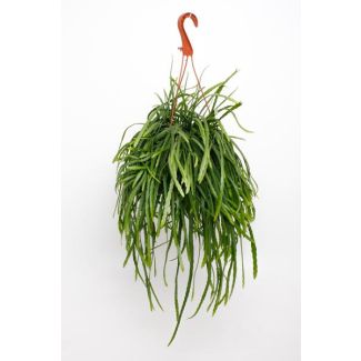 De Boliviaanse hangcactus