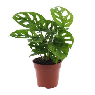 2 Stück Fensterblatt, Grüne Zimmerpflanze, Tropisch, Monstera Deliciosa - Ø12cm - ↕30cm
