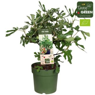 Feigenbaum, Mediterran, Exotisch, Obstbaum, Fruchtfarbe Dunkelviolett bis Schwarz, Ficus Carica Little Miss Figgy Bio - Ø23cm - ↕50cm