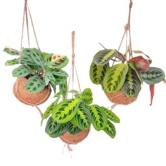3 Stück Gebets-Pflanzen in Kokodama-Topf Ø15cm - ↕20cm