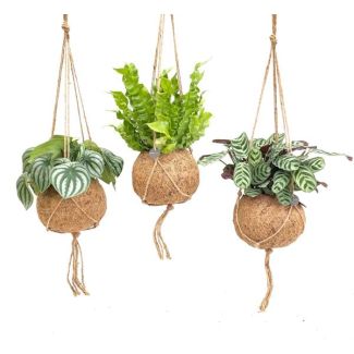 Tropische Pflanzenmix in Kokodama-Töpfen, 3 Stück - Ø17cm - ↕28cm