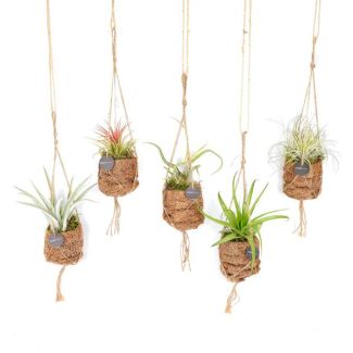 8 Arten Luftpflanzen - Vogelnest-Mix (Kokodama Tillandsia) - Topf aus Kokosfasern Ø7cm - ↕5cm