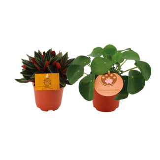 1x Pfannkuchenpflanze 1x Peperomia Rosso
