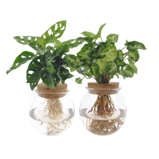 Bolglas Duo Monstera Adansonii/Syngonium Grün - 2 Stück - Ø12cm - ↕12-30cm