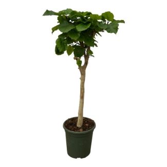 Ficus Umbellata Zimmerbaum - 130 cm hoch auf Stamm - Ø33 cm
