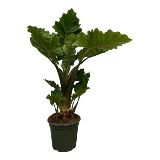 75 cm hohe tropische Zimmerpflanze Alocasia Low Rider - Ø26cm
