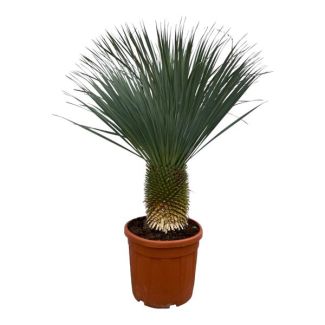 Blaues oder scharfes Yucca (Yucca Rostrata), Schnabel-Yucca, Palme, Tropische Ausstrahlung, Yucca Rostrata - 160 cm - Ø50 cm