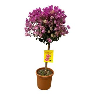 Auffälliger kleiner rosa Baum Bougainvillea (auf Stamm), ca. 110 cm und Ø25 cm