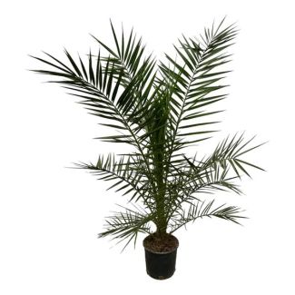 Die Kanarische Dattelpalme, Tropische, Exotische Ausstrahlung, Palmbaum, Phoenix canariensis - 160 cm - Ø22 cm