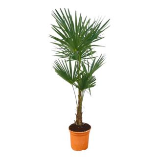 Chinesische Fächerpalme - Trachycarpus fortunei ca. 130 cm hoch - Ø 27 cm