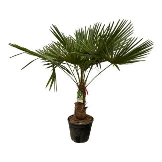 Chinesische Fächerpalme - Trachycarpus fortunei ca. 180-200 cm - Ø 40 cm