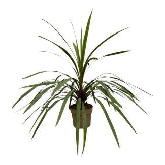 Pflegeleichte Gartenpflanze Cordyline Peko, 90 cm hohe Kohlpalme, Ø24 cm