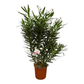 Oleanderstrauch mit weißen Blüten - 110 cm - Ø27 cm