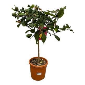 Zitrusbaum, Mediterran, Exotisch, Obstbaum, Calamondin, Zitrone - 80cm - Ø22cm für Innen- und Außenräume