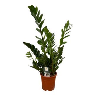 Zamioculcas (Zamioculcas zamiifolia) - 75 cm - Ø17 cm - Robuste Eleganz