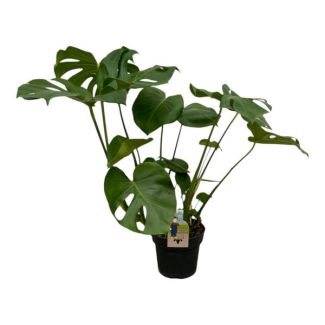 Üppige Gartenpflanze - Monstera Deliciosa - 75 cm - Ø21cm