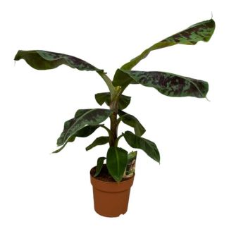 Üppige Bananenpflanze - Musa - 80 cm - Ø21cm