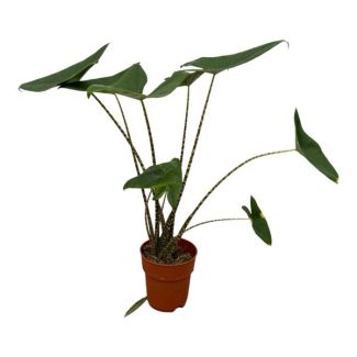 Elefantenohren Zebrina (Alocasia Zebrina) - 80 cm - Ø19cm - atemberaubende Zimmerpflanze