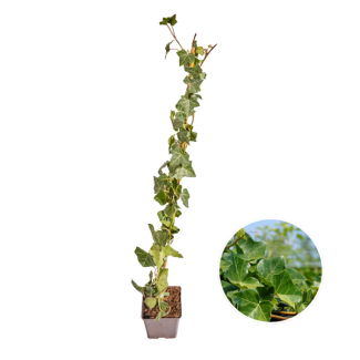 10 Stück Efeu, Efeu, Gestockt Farbe Grün, Hedera Hibernica, ↨80 - 100 cm, Ø 11 cm