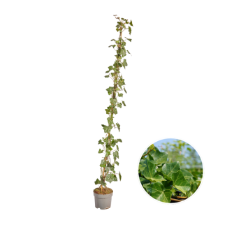 10 Stück Efeu, Gestockt, Kletterpflanze, Farbe Grün, Hedera Hibernica - 125 - 150 cm - 17 Ø