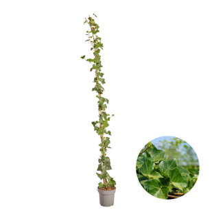 10 Stück Efeu, Gestockt, Kletterpflanze, Farbe Grün, Hedera Hibernica ↨150 - 175 cm - Ø 17