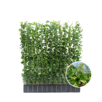 Efeu-Hecke, Kletterpflanze, Hecke, Farbe Grün, Hedera hibernica, ↔120 cm - ↨120 cm