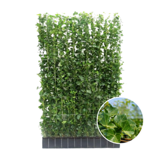 Kant-und-Klage Efeuhecke, Efeupflanze, Hecke, Farbe Grün, Hedera Hibernica, ↔120cm - ↨180 cm