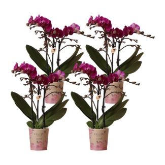 SET von 4 Schmetterlingsorchideen Morelia, Farbe Lila, Blühende Zimmerpflanze, Phalaenopsis-Orchideen, Topfgröße Ø9cm