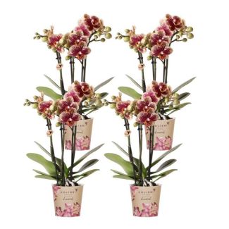 SET von 4 Schmetterlingsorchideen Spanien, Farbe Gelb/Rot, Blühende Zimmerpflanze, Phalaenopsis-Orchideen, Topfgröße Ø9cm