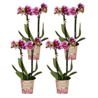 SET von 4 Schmetterlingsorchideen El Salvador, Farbe Rosa/Violett, Blühende Zimmerpflanze, Phalaenopsis-Orchideen, Topfgröße Ø9cm