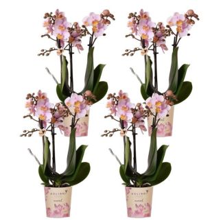 SET von 4 Schmetterlingsorchideen Andorra, Farbe Rosa, Blühende Zimmerpflanze, Phalaenopsis-Orchideen, Topfgröße Ø9cm