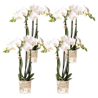 SET von 4 Schmetterlingsorchideen Amabilis, Farbe Weiß, Blühende Zimmerpflanze, Phalaenopsis-Orchideen, Topfgröße Ø9cm