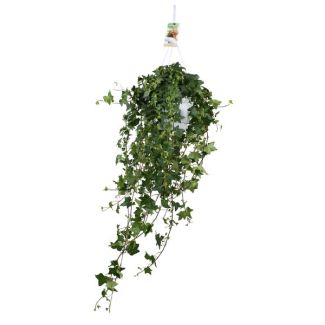 Große Hängepflanze Efeu Pitsburg - 45 cm hoch - Perfekt für Innenräume