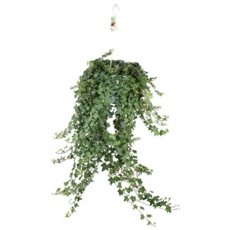 Hängepflanze, Efeu, Hedera helix ‘Pittsburgh’ – Hänge/XXL – Ø24 cm ↕60 cm