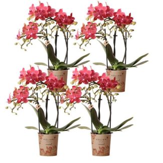 SET von 4 Schmetterlingsorchideen Kongo, Farbe Orange, blühende Zimmerpflanze, Phalaenopsis-Orchideen, Topfgröße Ø9cm